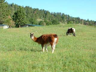 Llamas