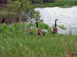 2006-03-05.JPG (55333 bytes)