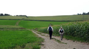 corn field
